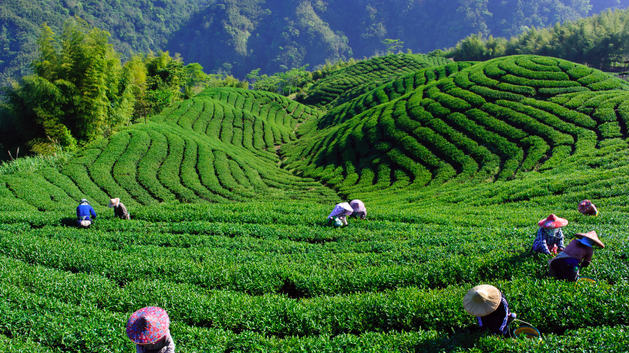 people working on farm field, harvesting