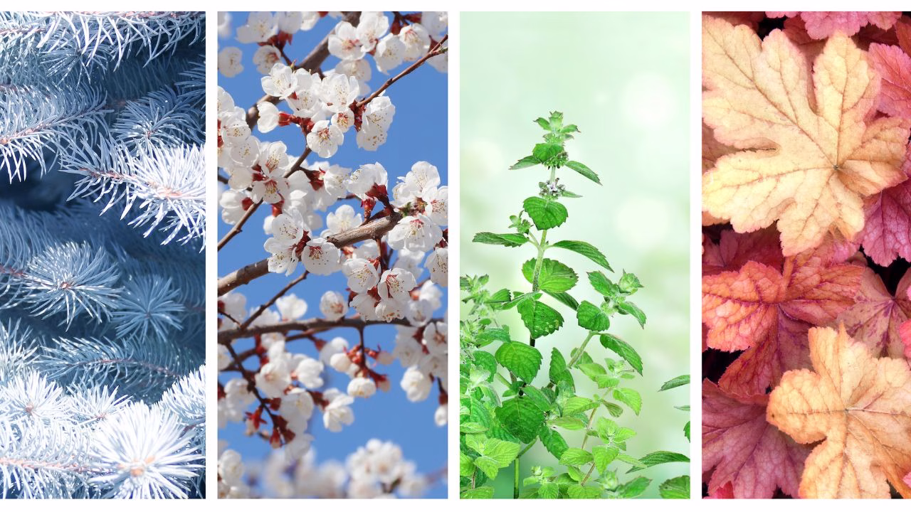 picture depicting different seasons